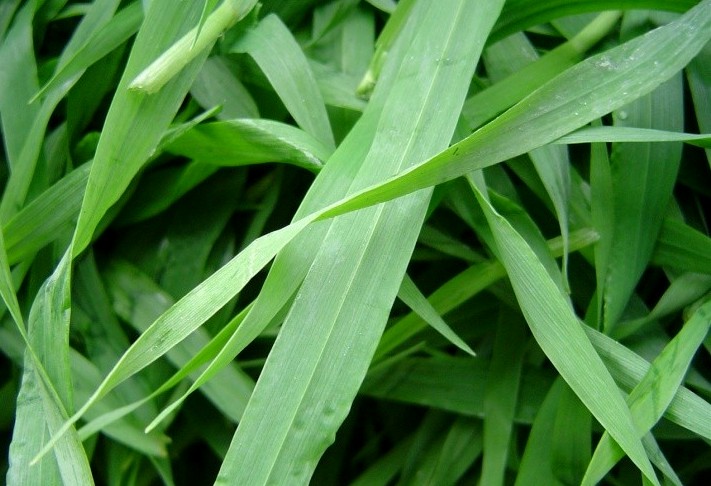 Naturya Organic Barleygrass Powder1 Orz verde