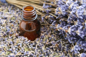 Oil of Lavender essential,