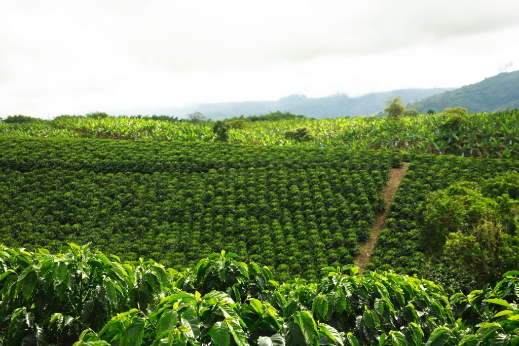 coffee-farm-colombia-2