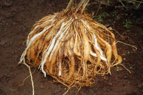 Close-up of shatavari (Asparagus racemosus) roots.