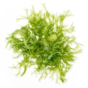 Edible seaweed salad on white background