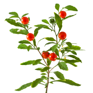 ashwagandha mica