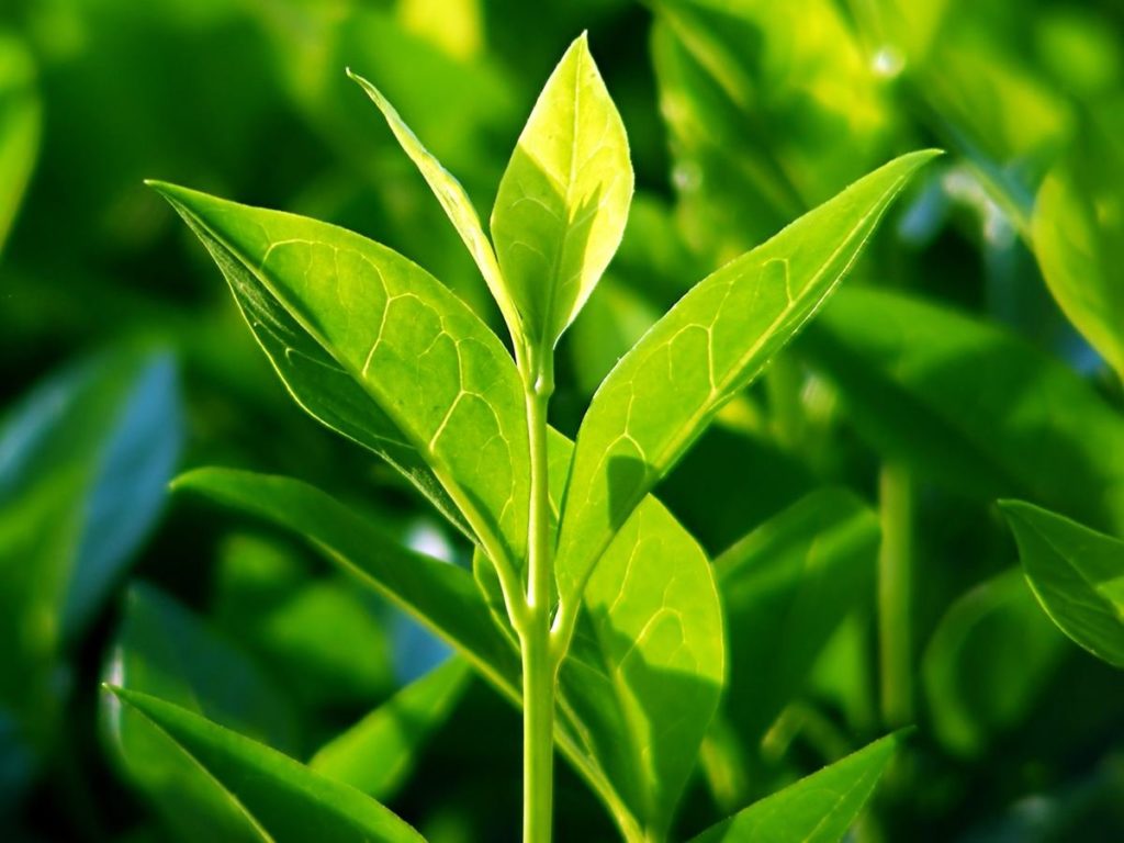 tea tree - arborele de ceai