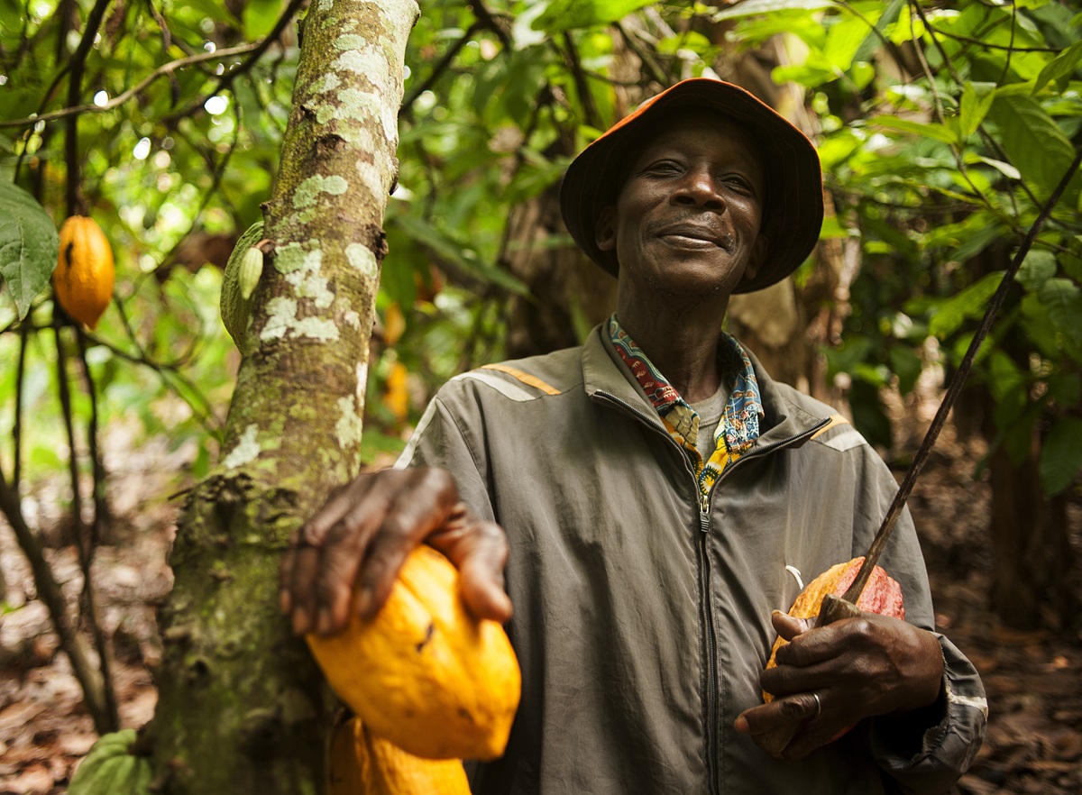 fermier plantatie cacao