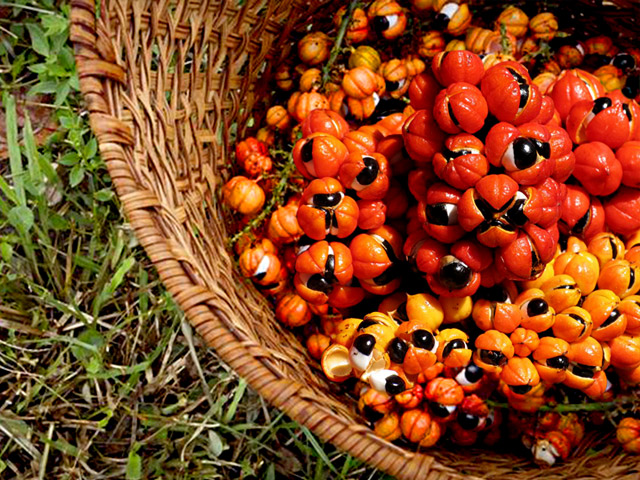 fructe de guarana