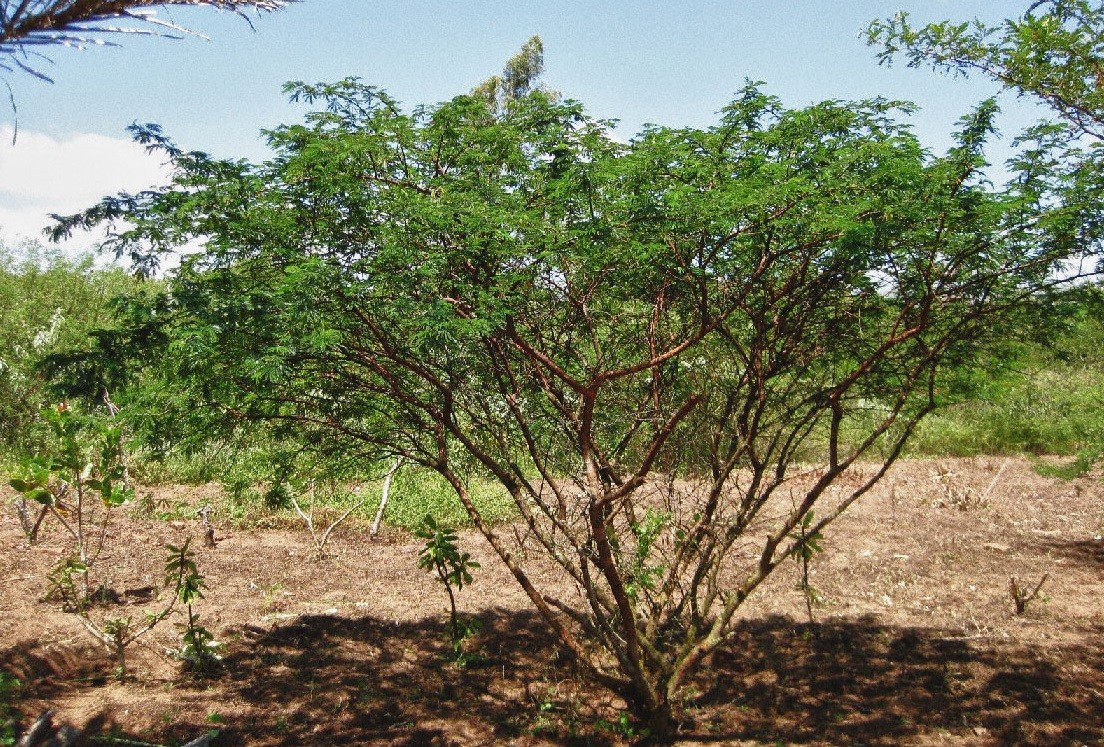 Arbore de Mimoza tenuiflora