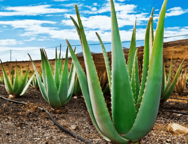 Aloe vera