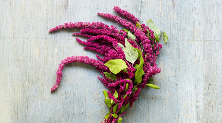 Amaranth