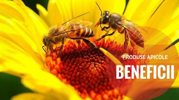 Produse apicole naturale livrare