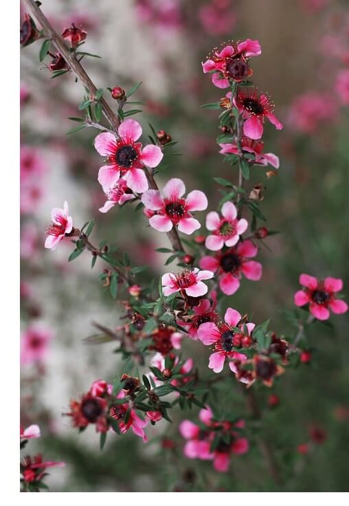 arbore de Manuka                                                                