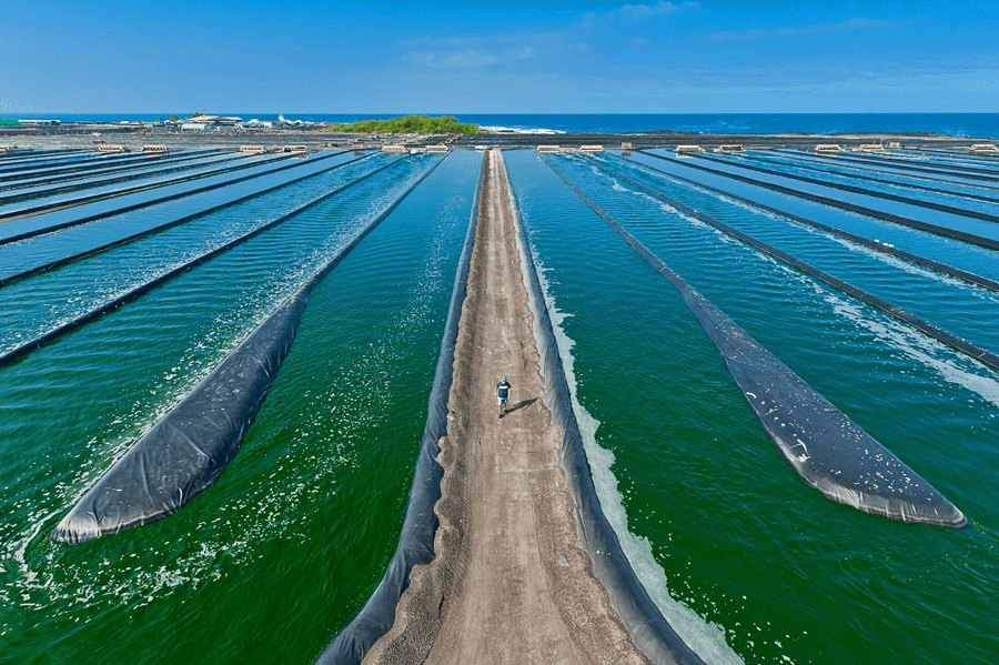spirulina