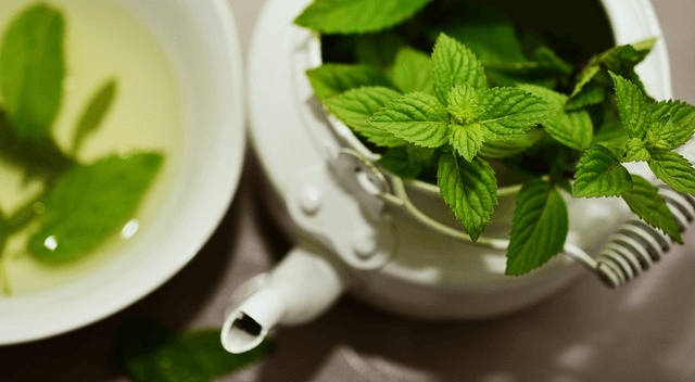 Plante pentru sistemul digestiv: menta 