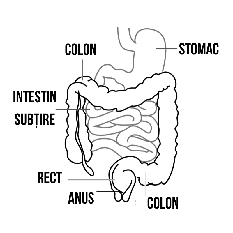sistemul digestiv
