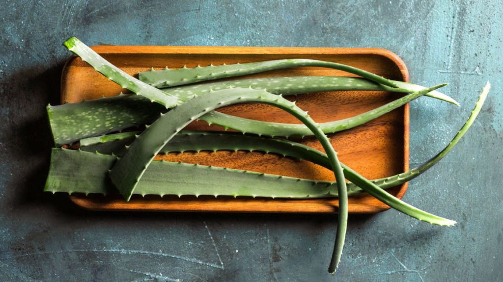 aloe vera