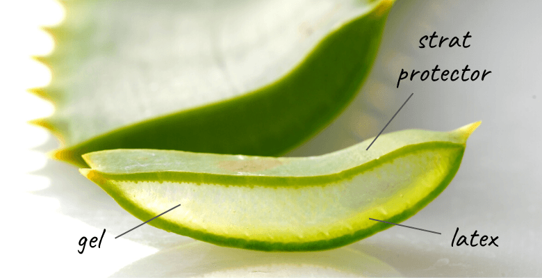 structura unei frunze de Aloe Vera 