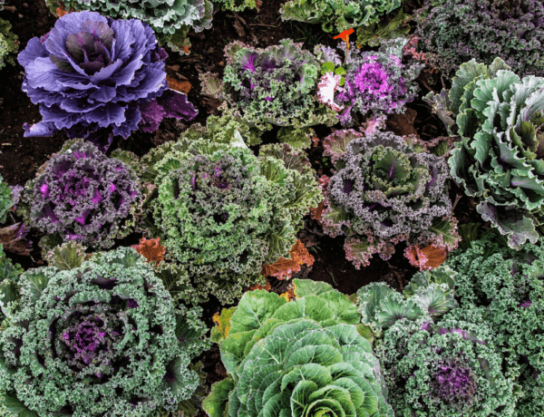 Varza kale: Sursa de nutrienti si vitamine