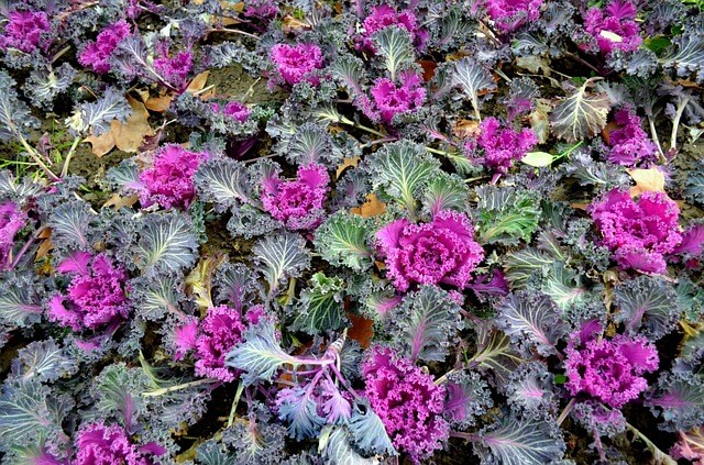 Varza kale ornamentală