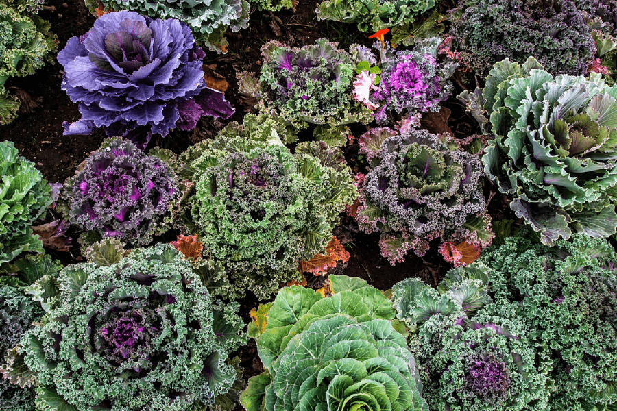 Varza kale: Sursa de nutrienti si vitamine