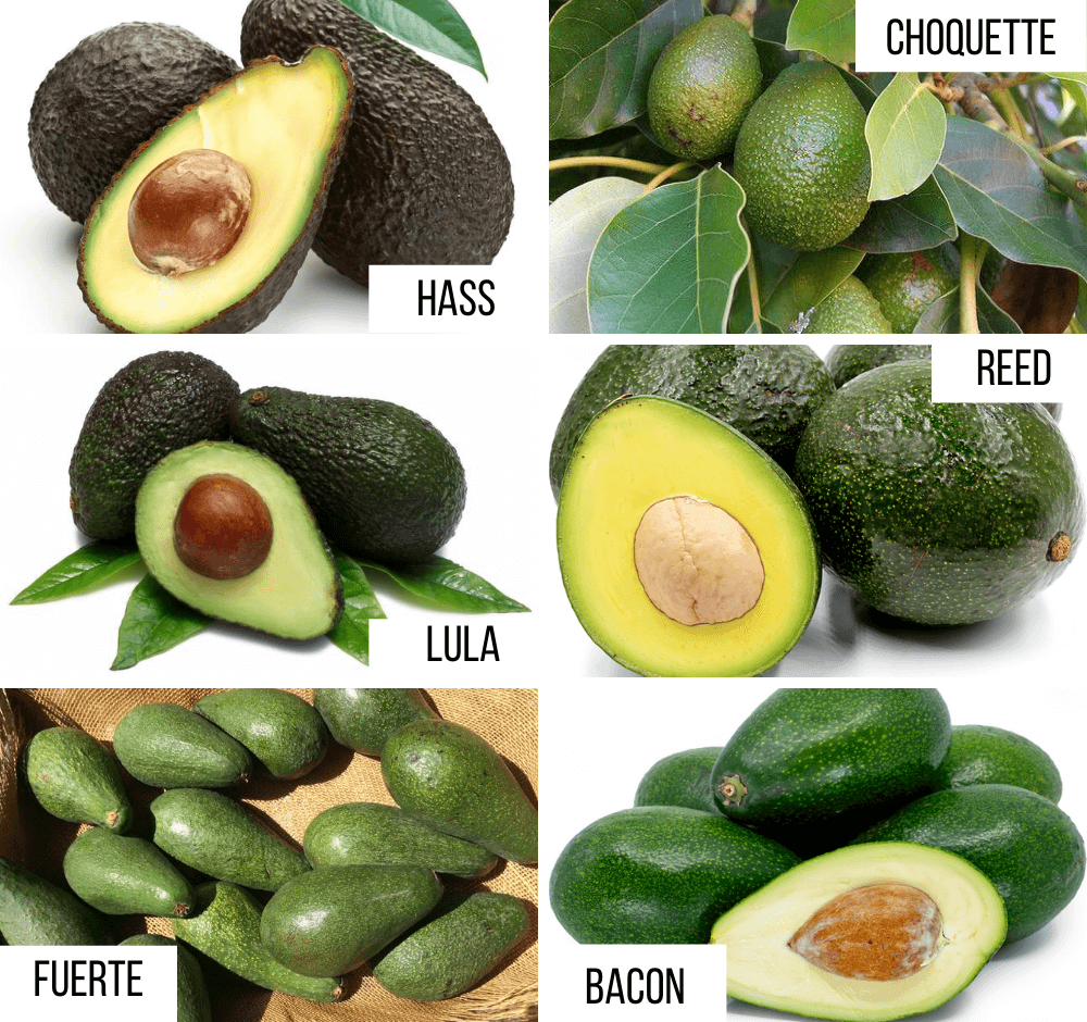Tipuri de avocado