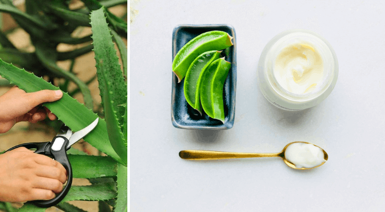 aloe vera