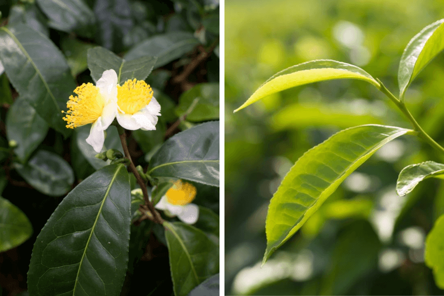 Camellia sinensis 