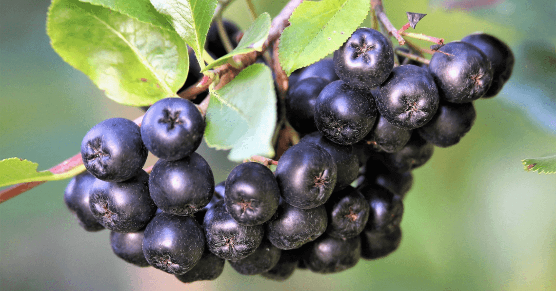 Aronia