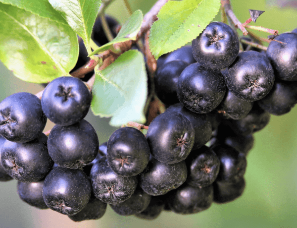 Aronia