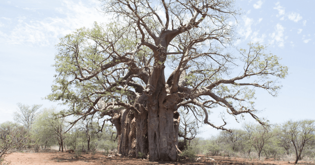 Arbore african