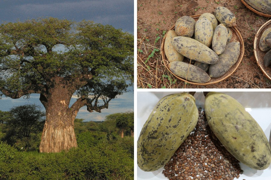 Beneficii consum arbore african