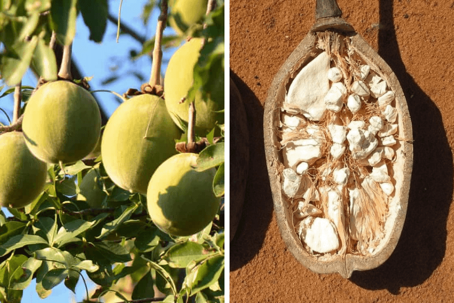 Fructe arbore african 
