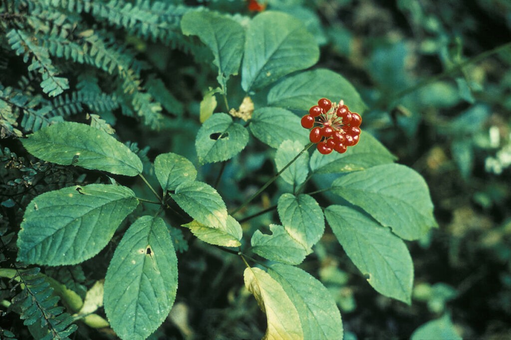 floare de ginseng