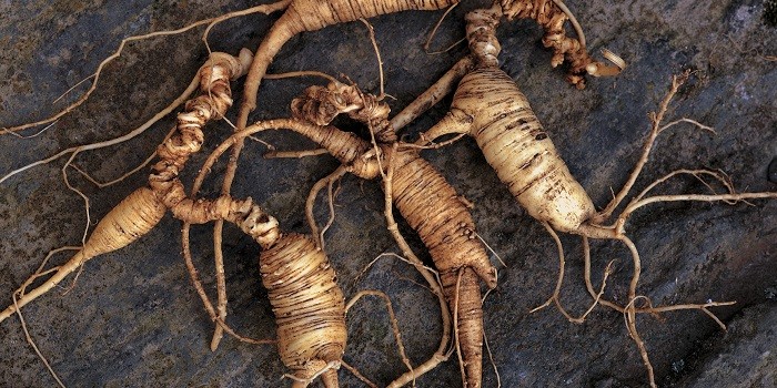rădăcină de ginseng american