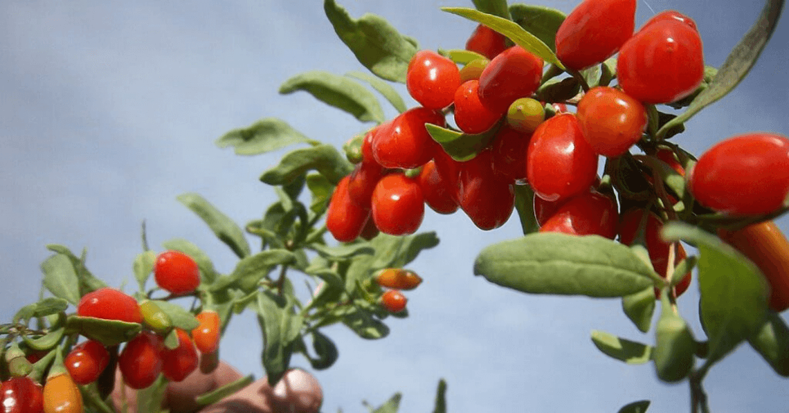 goji