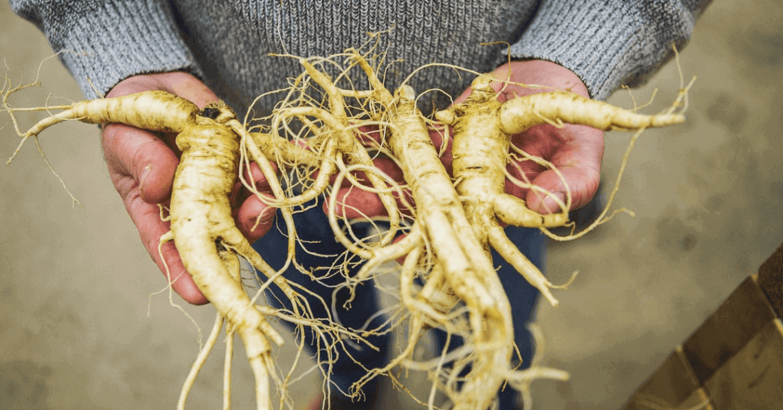 ginseng