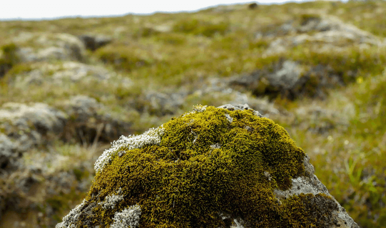 lichen de piatră