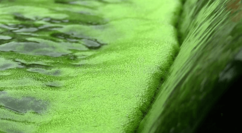 Chlorella alge