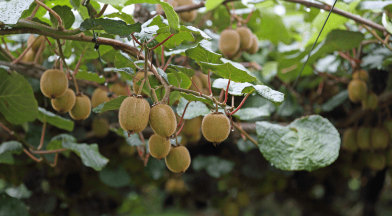 creanga cu kiwi