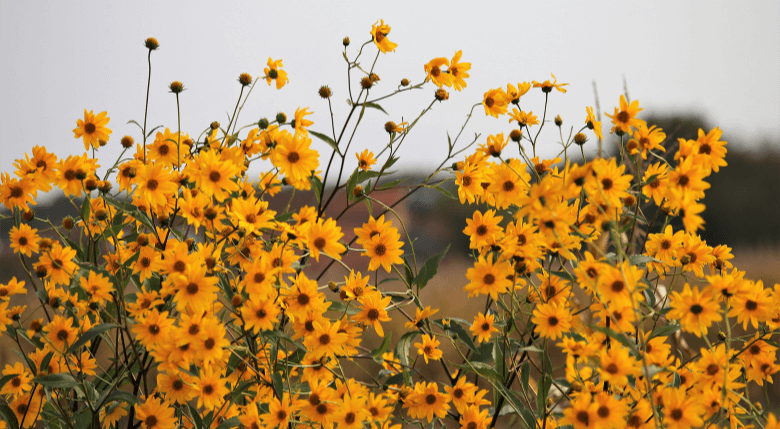 arnica beneficii sanatate