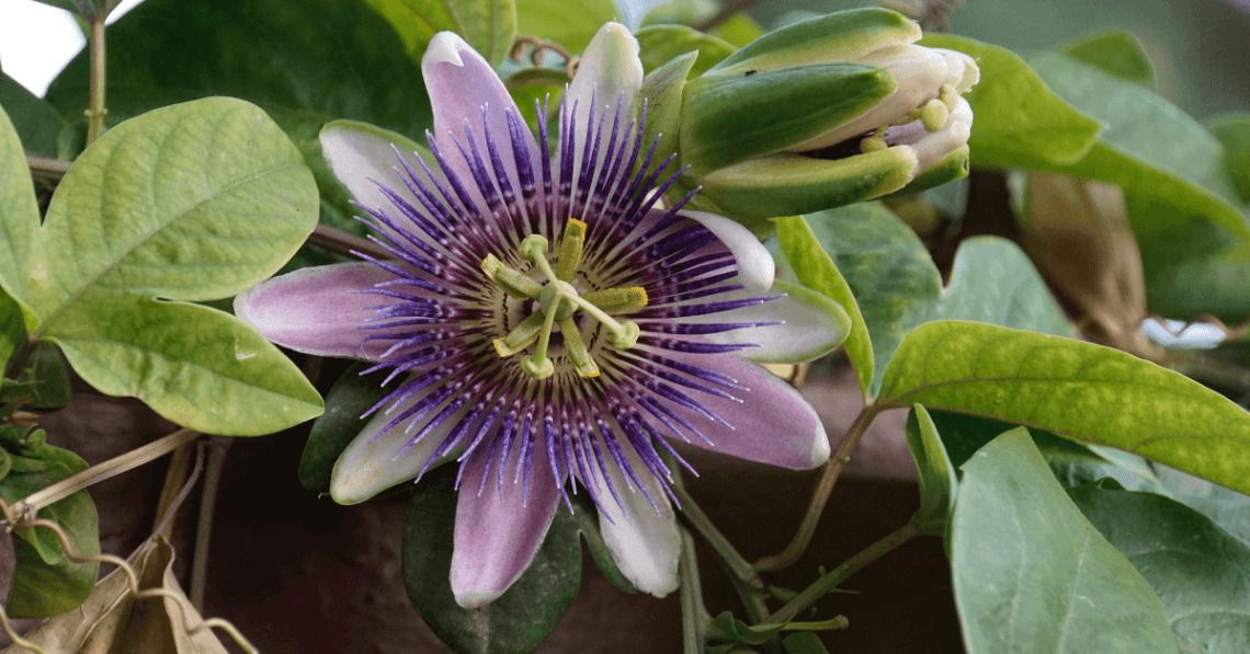 Passiflora armonie interioara