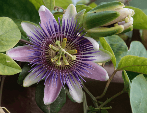Passiflora armonie interioara