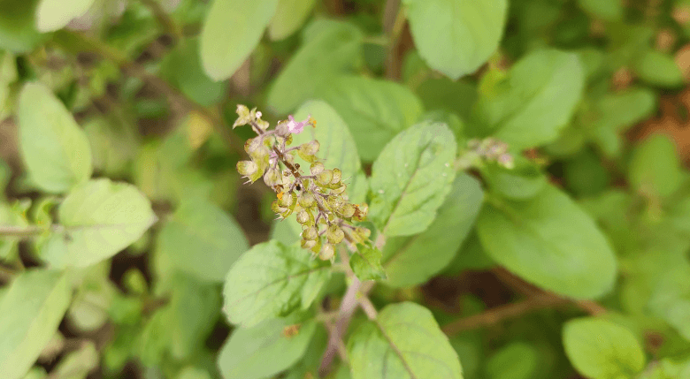 Tulsi busuioc sfant