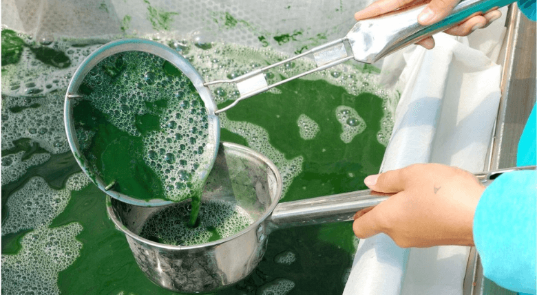 cum ajuta spirulina organismul