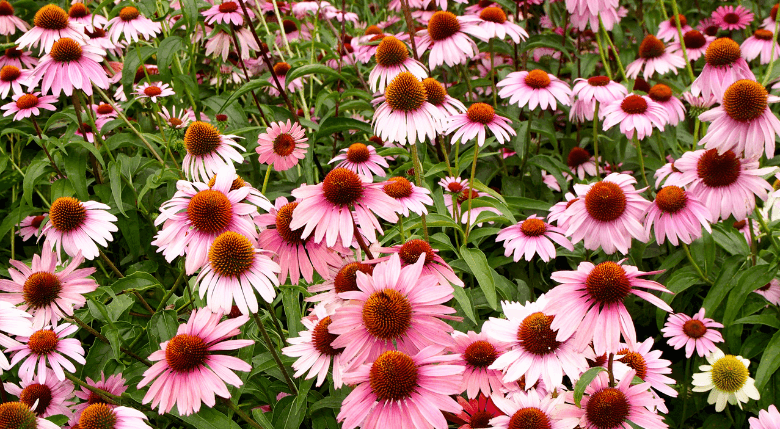 câmp de echinacea