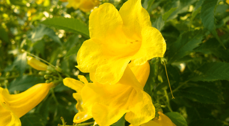 Gheara Mâței plantă originară din Pădurea Amazoniană