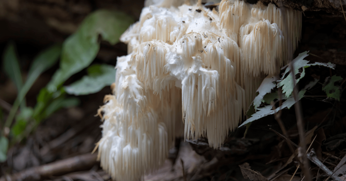 Ciuperca Lion's Mane