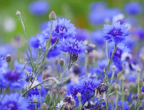 Apă florală de albăstrele Niavis